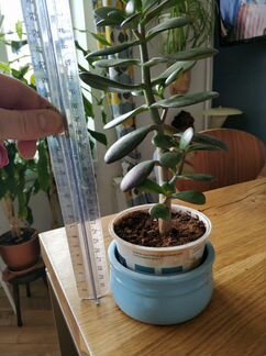 Денежное дерево (Толстянка)