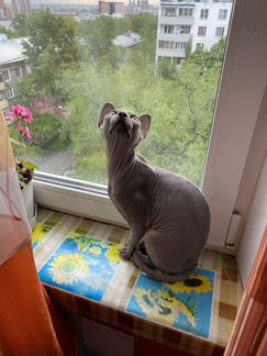 Канадский сфинкс Вязка