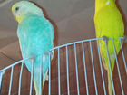 Продам 2х прекраснейших попугаев