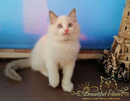 Котенок Рэгдолл