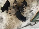 Собака,щенки немецкой овчарки объявление продам