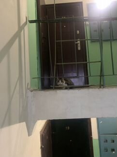 Добродушный котик