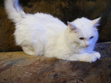 Бэллочка - выброшенная нежность (метис ангорской)