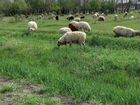 Овцы матки ягнята объявление продам