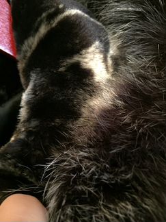 Шубка мутон Женская р/р42-44