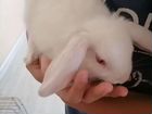 Декоративный карликовый кролик бесплатно объявление продам