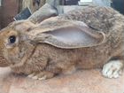 Кролик породы фландр объявление продам