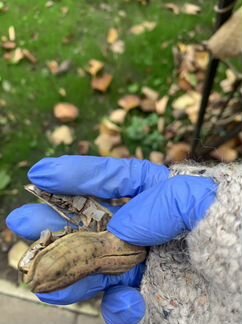 Кирказон Аристолохия лиана семена