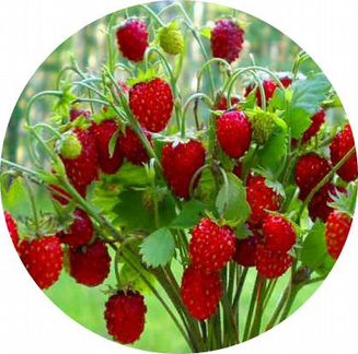 Земляника лист измельчённый