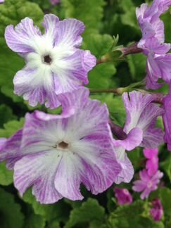 Примулы Зибольда примула Юлии