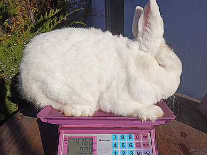 Магазин Интернет Шустрый Кролик Большие Размеры