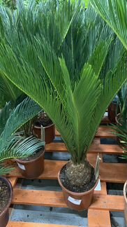 Пальма Саговник Цикас Н 60-70 см