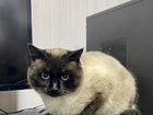 Тайский кот в ответственные руки объявление продам