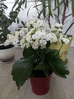 Цветы Денежное дерево, Каланхое