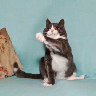 Кот Элвис