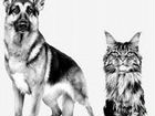 Стрижка собак и кошек, экспресс линька