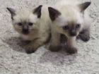 Тайские, сиамские котята