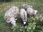 Баран и суегные овцы объявление продам