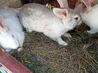 Крольчата.кролики объявление продам