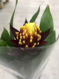 Гузмания Вариада. Доставка