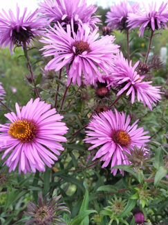 Цветы многолетние для сада