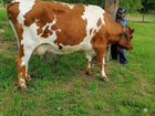 Корова и нетель Айширской породы объявление продам