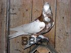 Андижанские, бакинские бойные голуби