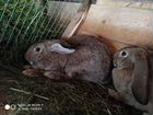 Кролик-самец и самки