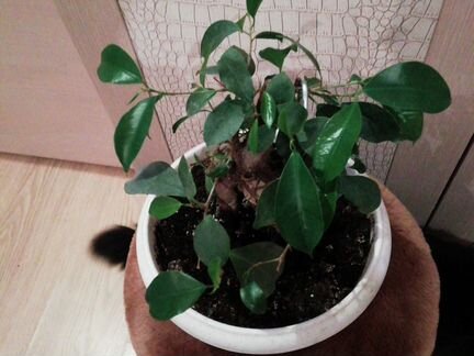 Флорариум фикус