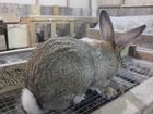 Крольчата, кролики, мясо объявление продам