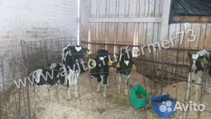 Телята голштино холмогоры от 3х недель