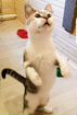 Трёхцветная кошка Саманта в добрые руки объявление продам