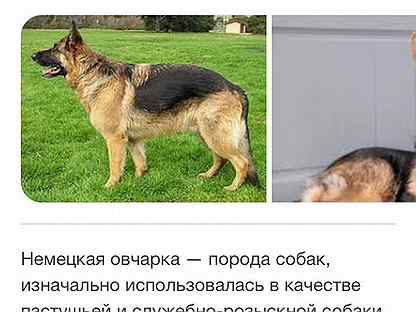 Авито Продажа Собак Омске С Фото