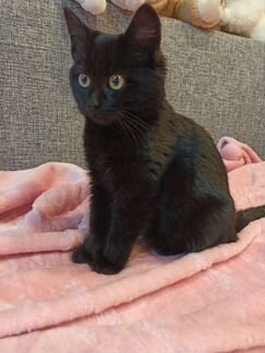 Котенок в дар