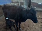 Корова с теленком дойная объявление продам