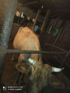 Две коровы с тёлками. Дойные - фотография № 3
