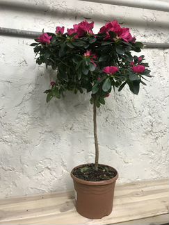 Рододендрон