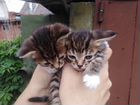 2 кошечки от норвежской лесной кошки объявление продам