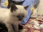 Сиамский котенок девочка объявление продам