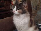 Марианна,сибирская стерилизованная кошка