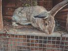 Домашние животные кролики объявление продам